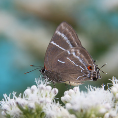 Parrhasius selika