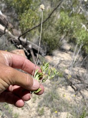 Monardella hypoleuca lanata