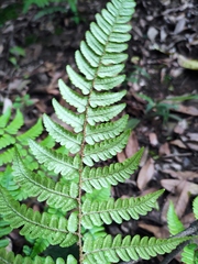 Dryopteris fuscipes