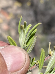 Monardella hypoleuca lanata