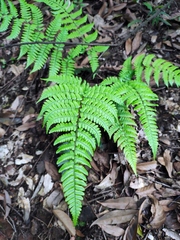 Dryopteris fuscipes