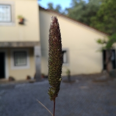 Phalaris coerulescens