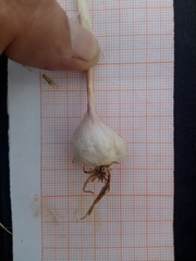 Allium