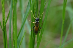 Tenthredo maculata