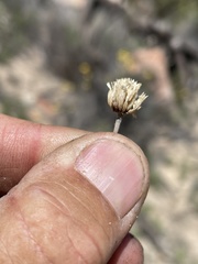 Monardella hypoleuca lanata