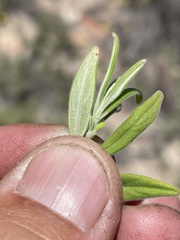 Monardella hypoleuca lanata