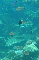 Azurina multilineata