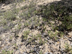 Monardella hypoleuca lanata