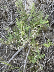Galium martirense