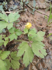 Ranunculus sieboldii