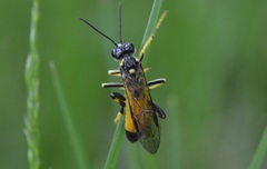 Tenthredo maculata