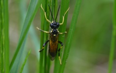 Tenthredo maculata