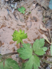 Ranunculus sieboldii