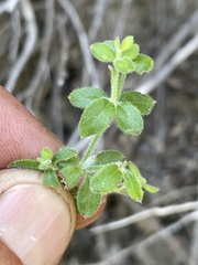 Galium martirense