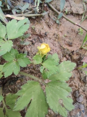 Ranunculus sieboldii