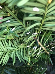 Pulvinaria floccifera