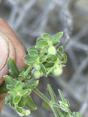 Galium martirense