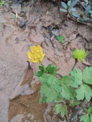 Ranunculus sieboldii