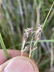 Carex globosa