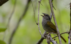 Arremonops chloronotus