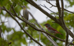 Piranga roseogularis