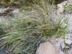 Carex globosa