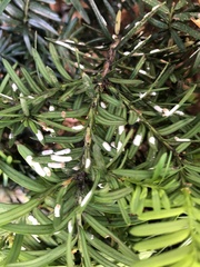 Pulvinaria floccifera