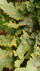 Yarrumia colensoi