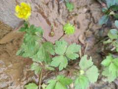 Ranunculus sieboldii