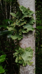 Yarrumia colensoi