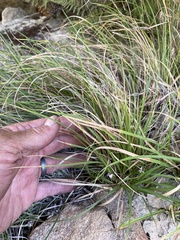 Carex globosa