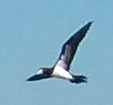 Sula leucogaster