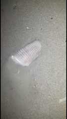 Chlamyphorus truncatus