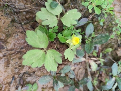 Ranunculus sieboldii