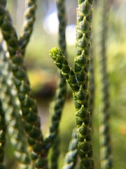 Veronica lycopodioides