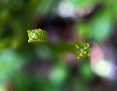 Veronica lycopodioides