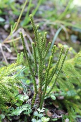 Veronica lycopodioides