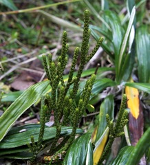 Veronica lycopodioides