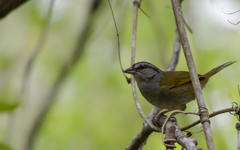 Arremonops chloronotus