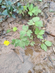 Ranunculus sieboldii