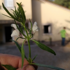 Misopates calycinum
