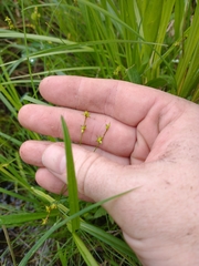 Carex sterilis