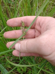 Carex buxbaumii