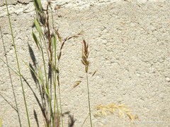 Helictochloa bromoides