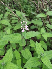 Stachys geobombycis