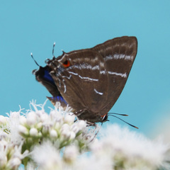 Parrhasius selika