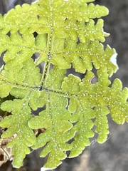 Pentagramma rebmanii