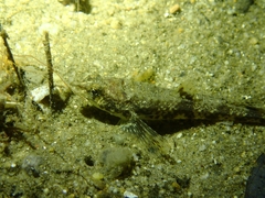 Odontopyxis trispinosa