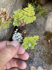 Pentagramma rebmanii