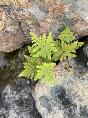 Pentagramma rebmanii